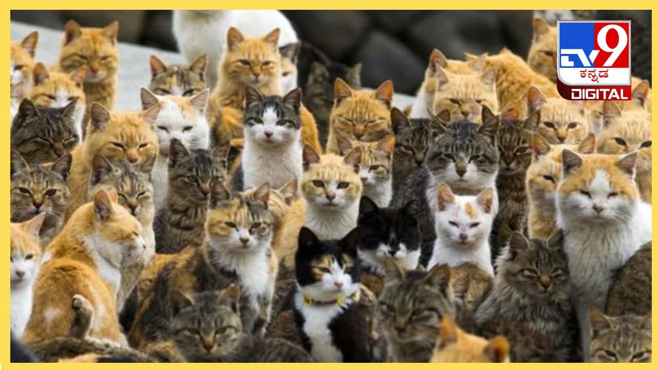 Cat Island : ಈ ದ್ವೀಪದಲ್ಲಿ ಬೆಕ್ಕುಗಳದ್ದೇ ಸಾಮ್ರಾಜ್ಯ, ಈ ದ್ವೀಪ ಕ್ಯಾಟ್ ಐಲ್ಯಾಂಡ್ ಆಗಿದ್ದು ಹೇಗೆ?