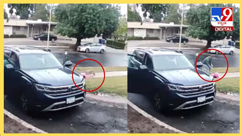 Viral Video: ಸೂಪರ್ ಹೀರೋ ಮೈ ಡ್ಯಾಡಿ; ತೋಳದ ದಾಳಿಯಿಂದ ಕಂದಮ್ಮನನ್ನು ರಕ್ಷಿಸಿದ ತಂದೆ