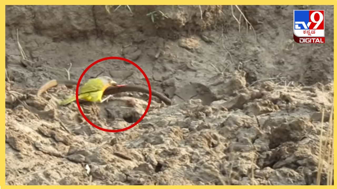 Viral Video: ಅಬ್ಬಬ್ಬಾ, ಜೀವಂತ ಹಾವಿನ ಕರುಳನ್ನು ಬಗೆದ ಪುಟ್ಟ ಪಕ್ಷಿ, ಇಲ್ಲಿದೆ ಭಯಂಕರ ವಿಡಿಯೋ Viral Video: ಅಬ್ಬಬ್ಬಾ, ಜೀವಂತ ಹಾವಿನ ಕರುಳನ್ನು ಬಗೆದ ಪುಟ್ಟ ಪಕ್ಷಿ, ಇಲ್ಲಿದೆ ಭಯಂಕರ ವಿಡಿಯೋ
