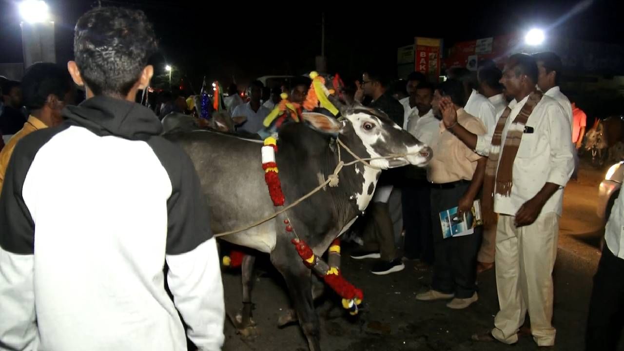 ಶಿವರಾತ್ರಿ ಹಬ್ಬ ಎಂದರೆ ಸಾಕು ಎಲ್ಲರೂ ದೇವಾಲಯಗಳಿಗೆ ಹೋಗಿ ಪೂಜೆ ಪುನಸ್ಕಾರ ಹಾಗೂ ರಾತ್ರಿ ಜಾಗರಣೆ ಮಾಡುವುದು ಸರ್ವೇ ಸಾಮಾನ್ಯ. ಆದರೆ ಬೆಂಗಳೂರು ಗ್ರಾಮಾಂತರ ಜಿಲ್ಲೆ ದೊಡ್ಡಬಳ್ಳಾಪುರ ತಾಲೂಕಿನ ಹಾಡೋನಹಳ್ಳಿಯಲ್ಲಿ ಹಳ್ಳಿಕಾರ್ ರಾಸುಗಳ ಫ್ಯಾಶನ್ ಶೋವನ್ನ ಭರ್ಜರಿಯಾಗಿ ಆಯೋಜನೆ ಮಾಡಲಾಗಿತ್ತು.
