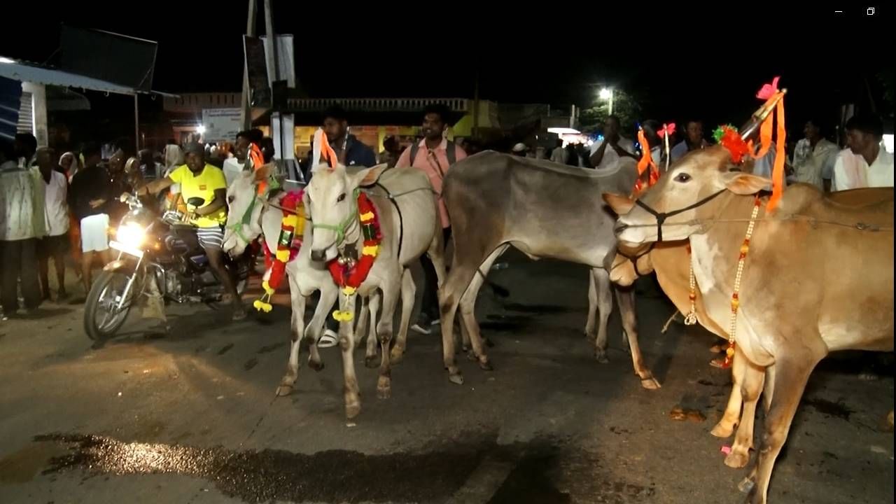 ಇನ್ನು ಈ ಕಾರ್ಯಕ್ರಮದಲ್ಲಿ ಹಳ್ಳಿಕಾರ್ ಪ್ಯಾಶನ್ ಶೋ ಕಾರ್ಯಕ್ರಮಕ್ಕೆ ಸುತ್ತಮುತ್ತಲಿನ ಹತ್ತಾರು ಹಳ್ಳಿಗಳಿಂದ ಬಂದಿದ್ದ ರಾಸುಗಳು ವಿವಿಧ ಹೂವುಗಳಿಂದ ಅಲಂಕಾರಕೊಂಡು ಕಂಗೊಳಿಸುತ್ತಿದ್ದವು.
