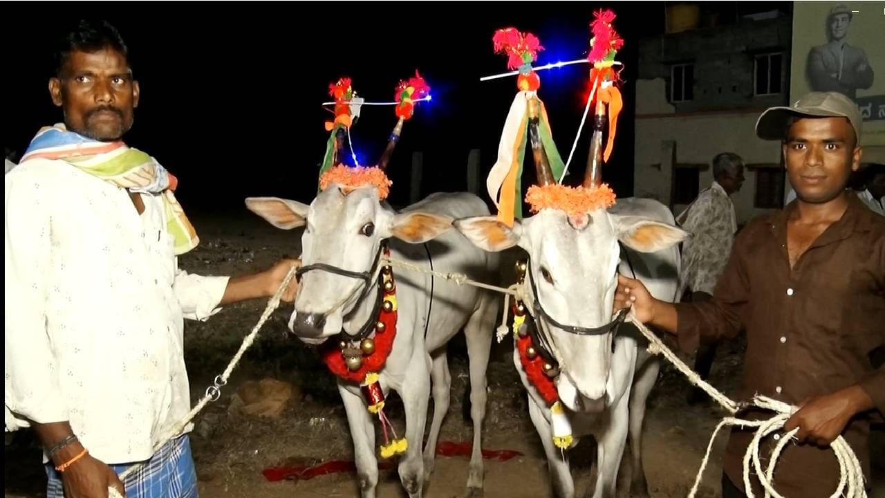 ಕೆಲ ರೈತರು ವಿಶೇಷವಾಗಿ ರಾಸುಗಳನ್ನ ಸಿಂಗರಿಸಿ ಕ್ಯಾಟ್ ವಾಕ್ ಮಾಡಿಸುತ್ತಿದ್ರೆ, ಶಿವರಾತ್ರಿ ಜಾಗರಾಣೆಯಲ್ಲಿದ್ದ ಜನ ಶಿಳ್ಳೆ ಹೊಡೆದು ಪ್ರೋತ್ಸಾಹಿಸಿ ಮಸ್ತ್ ಖುಷಿಪಟ್ಟರು. ಜೊತೆಗೆ ಮಂಡ್ಯ, ಮದ್ದೂರು, ರಾಯಚೂರು ಭಾಗದಿಂದಲೂ ಹಳ್ಳಿಕಾರ್ ರಾಸುಗಳು ಪ್ಯಾಶನ್ ಶೋದಲ್ಲಿ ಭಾಗವಹಿಸಿದ್ದು ವಿಶೇಷ.