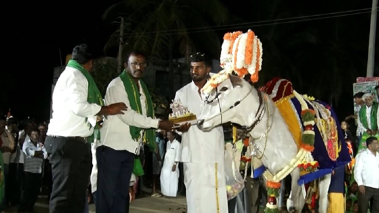 ಹಾಗೆಯೇ ಹಳ್ಳಿಕಾರ್ ವಿಶೇಷ ತಳಿ ಆದ್ದರಿಂದ ಅಲ್ಲಿ ನೆರೆದಿದ್ದ ಜನರು ರಾಸುಗಳ ಬಳಿ ಹೋಗಿ ಖುಷಿಯಿಂದ ಸೆಲ್ಪಿ ಫೋಟೋಗಳನ್ನು ಕೂಡ ಕ್ಲಿಕ್ಕಿಸಿಕೊಂಡ್ರು. ಇನ್ನೂ ಉತ್ತಮವಾಗಿ ಪ್ಯಾಶನ್ ಶೋ ಮಾಡಿದ ರಾಸುಗಳ ರೈತರಿಗೆ ಮೊದಲ ಬಹುಮಾನವಾಗಿ 10 ಸಾವಿರ, ಎರಡನೇ ಬಹುಮಾನ 8 ಸಾವಿರದಂತೆ ಬಂದಿದ್ದ ಎಲ್ಲಾ ಹಳ್ಳಿಕಾರ್ ರಾಸುಗಳಿಗೆ ಸಮಾಧಾನಕರ ಬಹುಮಾನ ನೀಡಲಾಯ್ತು.
