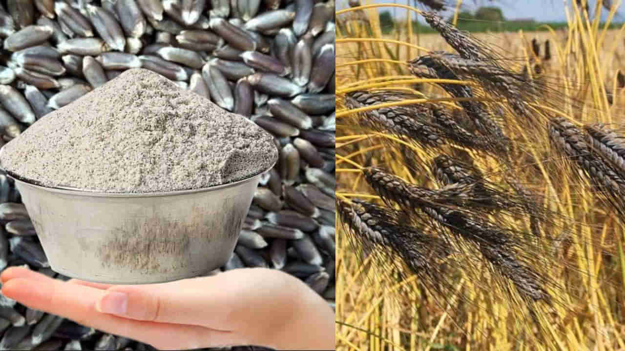 Black Wheat Flour: ಕಪ್ಪು ಗೋಧಿ ಹಿಟ್ಟಿನಿಂದ ಈ ಸಮಸ್ಯೆಗಳಿಗೆ ಬೈ ಬೈ ಹೇಳಿ!