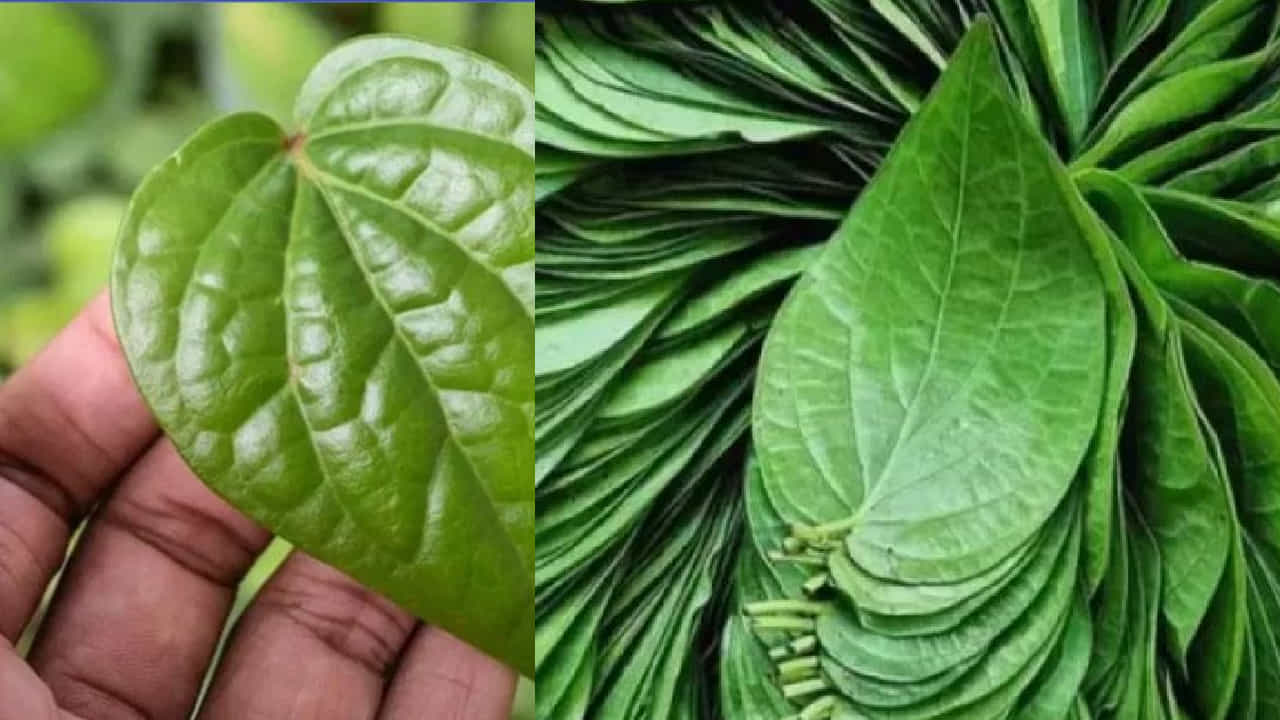 ವೀಳ್ಯದೆಲೆ ನೀರಿನ ಐದು ಆಶ್ಚರ್ಯಕರ ಆರೋಗ್ಯ ಪ್ರಯೋಜನಗಳು ಹೀಗಿವೆ ವೀಳ್ಯದೆಲೆ ನೀರಿನ ಐದು ಆಶ್ಚರ್ಯಕರ ಆರೋಗ್ಯ ಪ್ರಯೋಜನಗಳು ಹೀಗಿವೆ