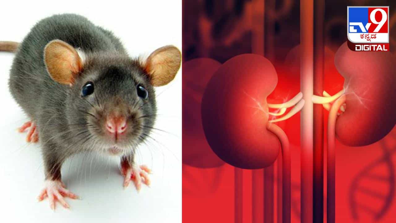 Leptospirosis: ಇಲಿಗಳಿಂದ ಹರಡುವ ಈ ರೋಗ ಮೂತ್ರಪಿಂಡದ ಹಾನಿಗೆ ಕಾರಣವಾಗುತ್ತದೆ