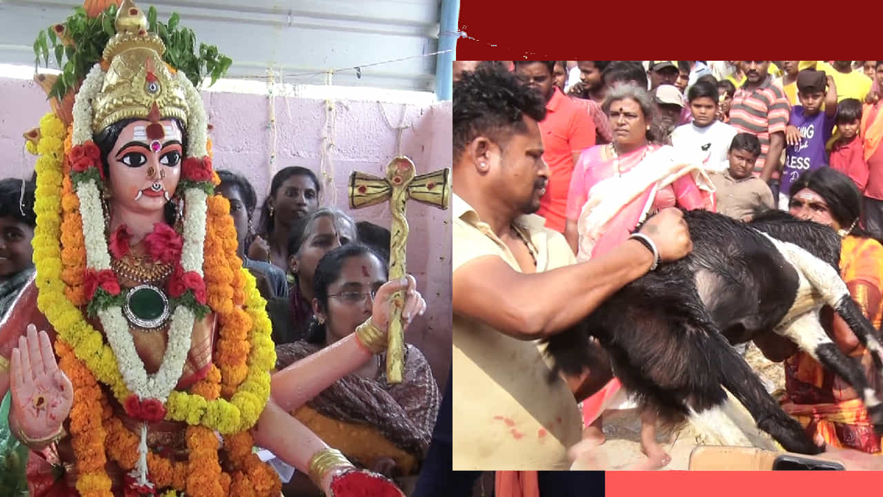 ಬಂಗಾರಪೇಟೆಯಲ್ಲಿ ಮಹಾಶಿವರಾತ್ರಿಗೆ ನಾನ್ ವೆಜ್ ಪೂಜೆ! ಮೇಕೆ, ಕೋಳಿಯ ಕತ್ತನ್ನು ಕಚ್ಚಿ ಬಿಸಿ ರಕ್ತ ಸೇವಿಸುವ ತಮಿಳು ಸಂಸ್ಕೃತಿ ಬಂಗಾರಪೇಟೆಯಲ್ಲಿ ಮಹಾಶಿವರಾತ್ರಿಗೆ ನಾನ್ ವೆಜ್ ಪೂಜೆ! ಮೇಕೆ, ಕೋಳಿಯ ಕತ್ತನ್ನು ಕಚ್ಚಿ ಬಿಸಿ ರಕ್ತ ಸೇವಿಸುವ ತಮಿಳು ಸಂಸ್ಕೃತಿ