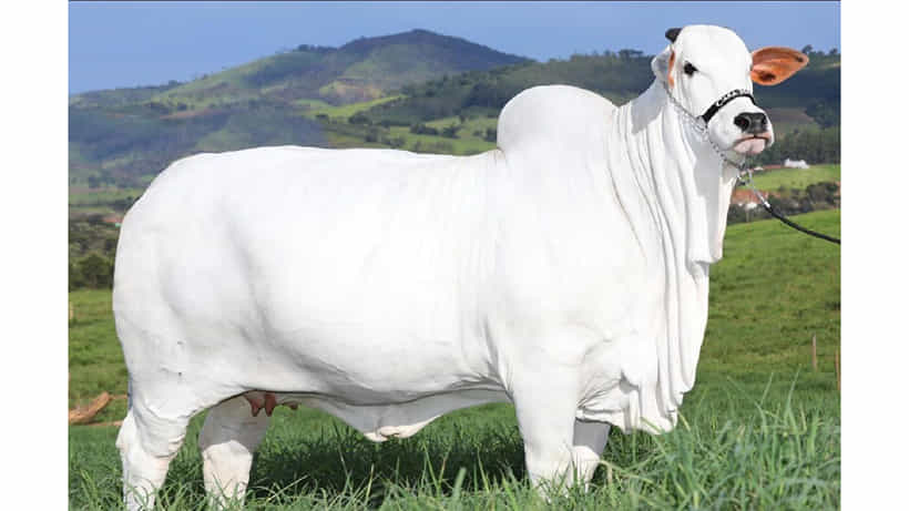 Nelore cow sale in Brazil: ನೆಲ್ಲೂರು ಹಸು ಬ್ರೆಜಿಲ್ನಲ್ಲಿ 40 ಕೋಟಿ ರೂಪಾಯಿಗೆ ಮಾರಾಟವಾಯಿತು! ಏನಿದರ ದಾಖಲೆ?