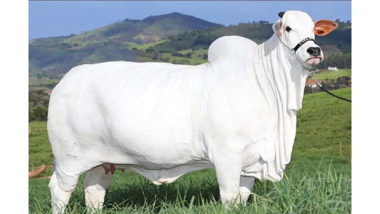 Nelore cow sale in Brazil: ನೆಲ್ಲೂರು ಹಸು ಬ್ರೆಜಿಲ್ನಲ್ಲಿ 40 ಕೋಟಿ ರೂಪಾಯಿಗೆ ಮಾರಾಟವಾಯಿತು! ಏನಿದರ ದಾಖಲೆ?