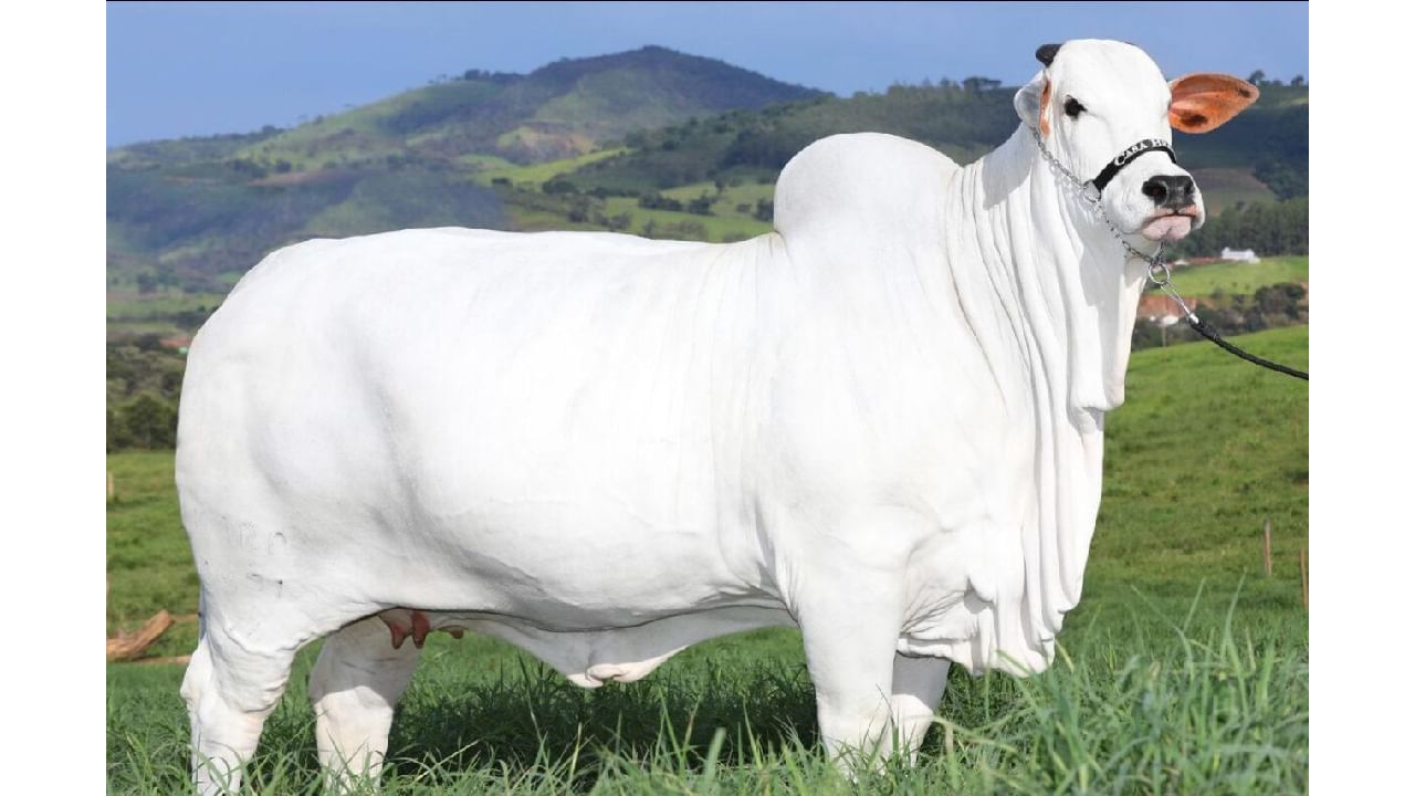 Nelore cow sale in Brazil: ನೆಲ್ಲೂರು ಹಸು ಬ್ರೆಜಿಲ್‌ನಲ್ಲಿ 40 ಕೋಟಿ ರೂಪಾಯಿಗೆ ಮಾರಾಟವಾಯಿತು! ಏನಿದರ ದಾಖಲೆ?