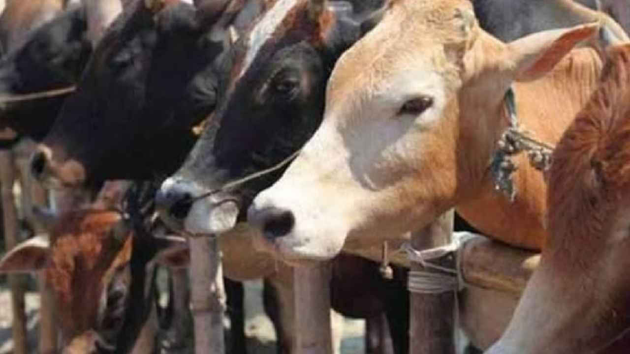 ಹಾಸನ: 60ಕ್ಕೂ ಹೆಚ್ಚು ಜಾನುವಾರುಗಳ ಮಾರಣಹೋಮ; ಕೆರೆಗೆ ಹರಿದ ಗೋವುಗಳ ರಕ್ತ ಹಾಸನ: 60ಕ್ಕೂ ಹೆಚ್ಚು ಜಾನುವಾರುಗಳ ಮಾರಣಹೋಮ; ಕೆರೆಗೆ ಹರಿದ ಗೋವುಗಳ ರಕ್ತ