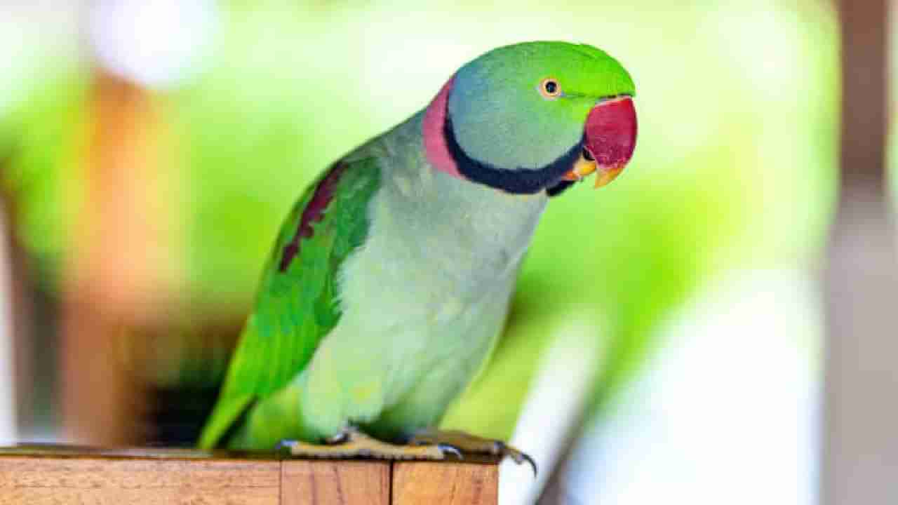 Parrot Fever: ಯುರೋಪ್​ನಲ್ಲಿ ಗಿಳಿ ಜ್ವರಕ್ಕೆ ಐವರು ಬಲಿ; ಈ ರೋಗದ ಬಗ್ಗೆ ನಿಮಗೂ ತಿಳಿದಿರಲಿ