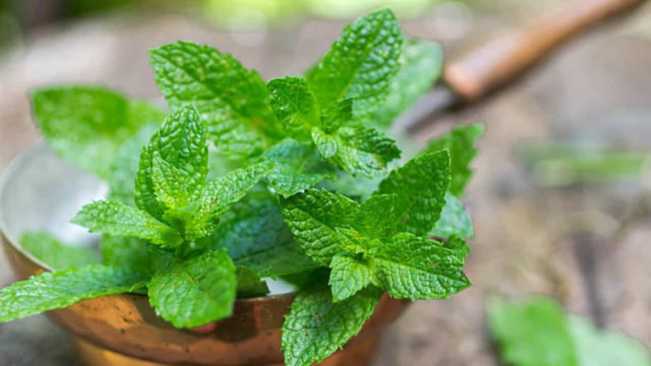Peppermint: ಸುವಾಸನೆಭರಿತ ಪುದೀನಾವನ್ನು ದಿನವೂ ಬಳಸಿದರೆ ಏನಾಗುತ್ತದೆ?