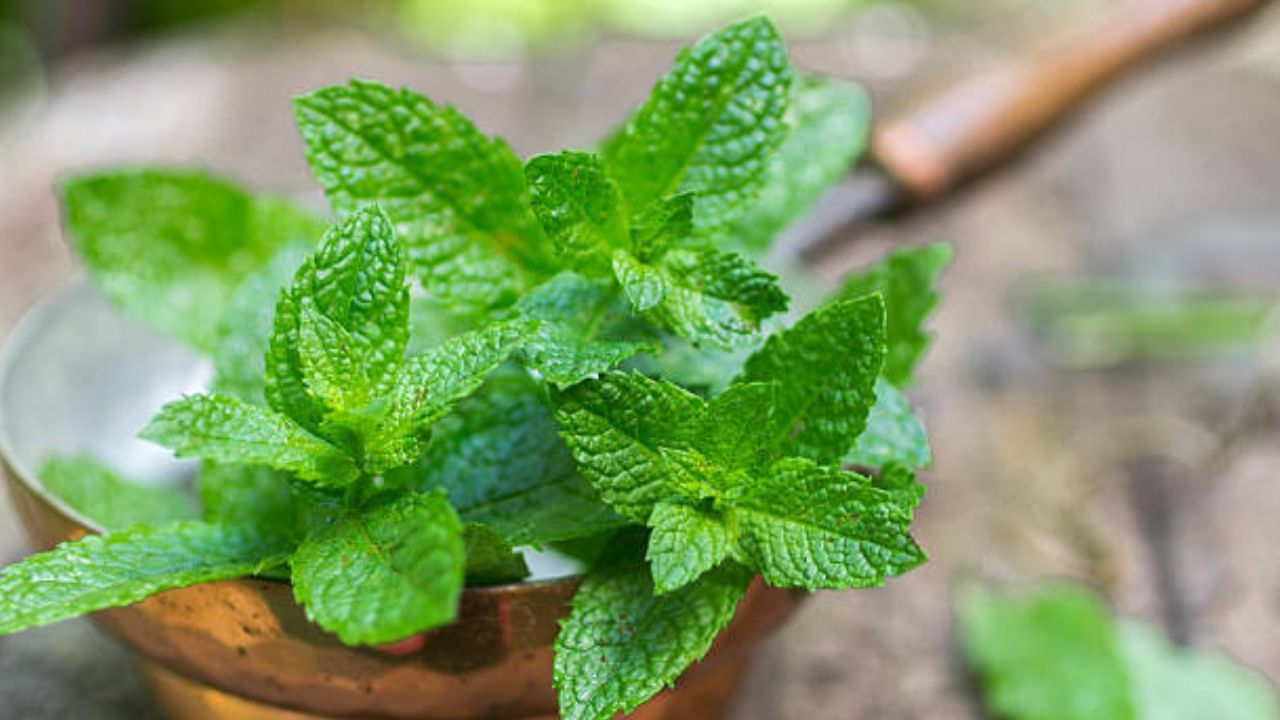 Peppermint: ಸುವಾಸನೆಭರಿತ ಪುದೀನಾವನ್ನು ದಿನವೂ ಬಳಸಿದರೆ ಏನಾಗುತ್ತದೆ?
