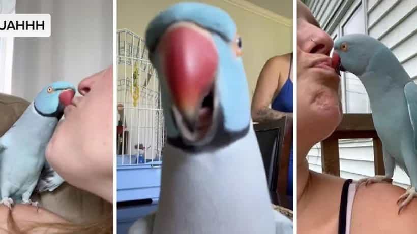 Viral Video: ಐ ಲವ್ ಯು ಬೇಬಿ; ಪ್ರೇಯಸಿಗೆ ಪ್ರಪೋಸ್ ಮಾಡಿ ಮುತ್ತು ಕೇಳಿದ ತುಂಟ ಗಿಳಿರಾಯ