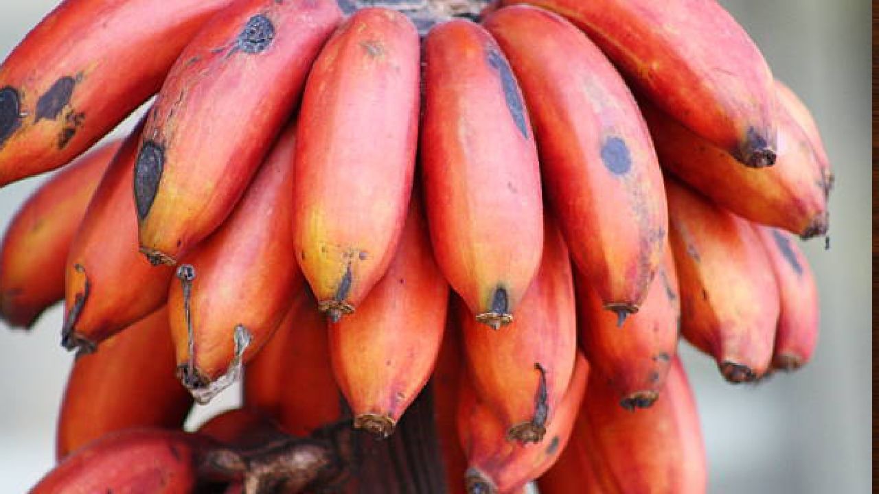Red Banana: ಹಳದಿ ಬಾಳೆಹಣ್ಣಿಗಿಂತಲೂ ಕೆಂಪು ಬಾಳೆ ಹಣ್ಣು ಆರೋಗ್ಯಕರವೇ?