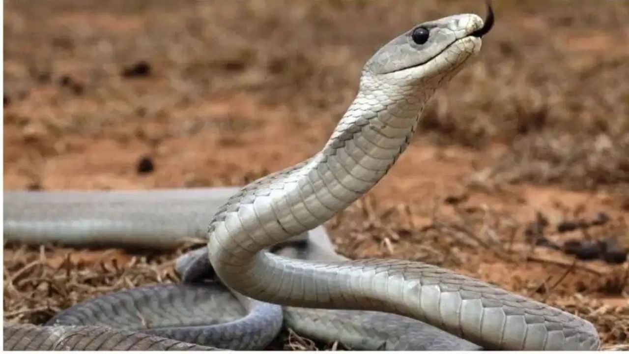 ಇನ್ನು ಮುಂದೆ ಮೈಸೂರಿನ ಈ 31 ಕೇಂದ್ರಗಳಲ್ಲಿ ಸಿಗಲಿದೆ ಹಾವು ಕಡಿತಕ್ಕೆ ಚಿಕಿತ್ಸೆ ಇನ್ನು ಮುಂದೆ ಮೈಸೂರಿನ ಈ 31 ಕೇಂದ್ರಗಳಲ್ಲಿ ಸಿಗಲಿದೆ ಹಾವು ಕಡಿತಕ್ಕೆ ಚಿಕಿತ್ಸೆ