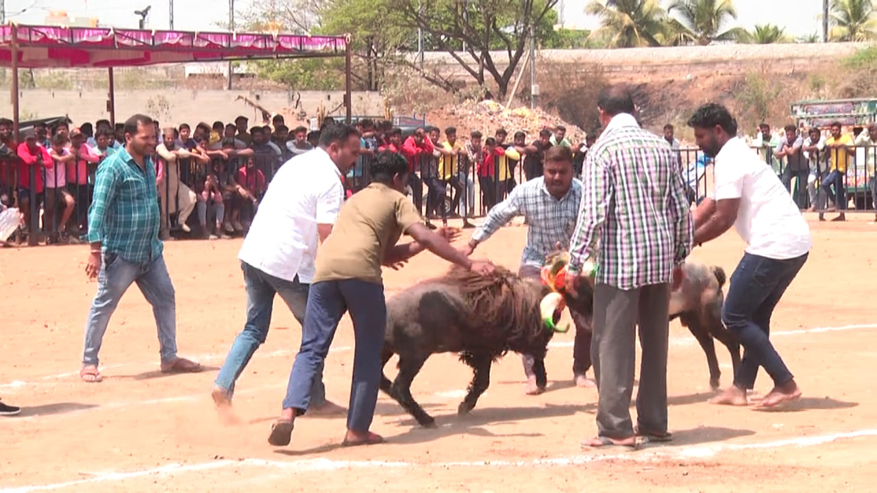 ಇದೂ ಒಂದು ರೀತಿಯ ದಾವಣಗೆರೆ ಸ್ಪೆಷಲ್. ಕಾರಣ ಇಲ್ಲಿ ಮನೆಗೊಂದು  ಟಗರು ಎಂಬ ವಾತಾವರಣ ಇತ್ತು. ಆದ್ರೆ ಈಗ ಪ್ರಮಾಣ ಕಡಿಮೆ ಆಗಿದೆ. ಆದ್ರೆ ಆ ಸ್ಪರ್ಧೆ  ತೀವ್ರತೆ  ಮಾತ್ರ ಕಮ್ಮಿ ಆಗಿಲ್ಲ. ವಿಶೇಷವಾಗಿ ಎರಡು ವರ್ಷಕ್ಕೊಮ್ಮೆ  ನಡೆಯುವ ರಾಜ್ಯ ಮಟ್ಟದ ಟಗರು ಕಾಳಗ ಸ್ಪರ್ಧೆ (State Level Tagaru Compition).  ಈ ಸ್ಪರ್ಧೆ ಒಂದು ರೀತಿಯಲ್ಲಿ ಭಾರೀ  ಸ್ಪೆಷಲ್. ಕಾರಣ  ಇಡಿ ರಾಜ್ಯದ ಟಗರುಗಳು  ಇಲ್ಲಿಗೆ ಬರುತ್ತವೆ.