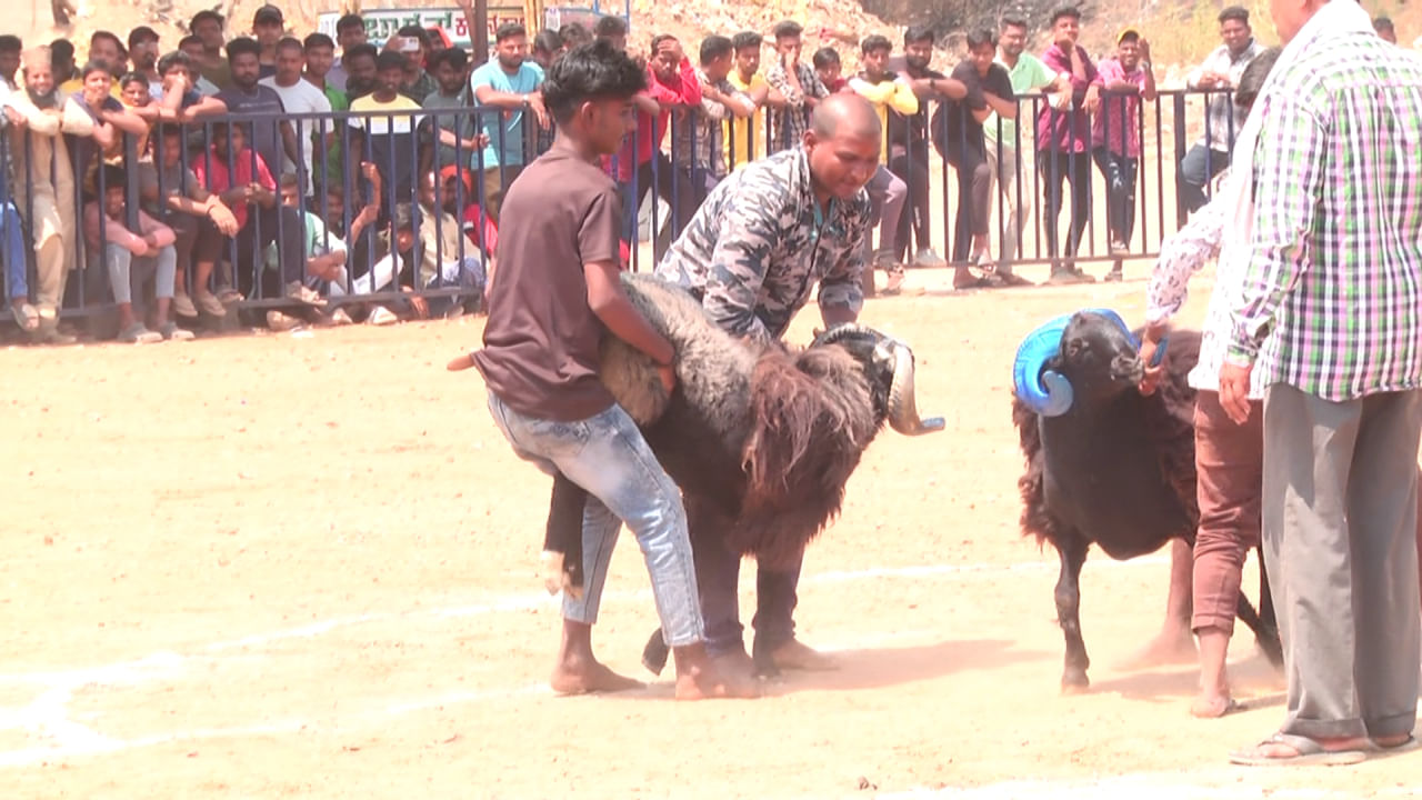 ಇದರಲ್ಲಿ  100ಕ್ಕೂ ಹೆಚ್ಚು ಮರಿ  ಟಗರುಗಳು,  ಎಂಟು ಹಲ್ಲಿನ 60,  ಆರು  ಹಲ್ಲಿನ  90,  ನಾಲ್ಕು ಹಲ್ಲಿನ 20 ಹಾಗೂ ಎರಡು ಹಲ್ಲಿನ 32  ಟಗರುಗಳು ಸ್ಪರ್ಧೆಯಲ್ಲಿ ಪಾಲ್ಗೊಂಡಿದ್ದವು.  ತಮ್ಮ  ಕಸರತ್ತು ಪ್ರದರ್ಶನ ಮಾಡಿದವು ಎಂದು ಶ್ರೀನಿವಾಸ ದಾಸ್ ಕರಿಯಪ್ಪ, ಟಗರು ಕಾಳಗ  ಸಂಘಟಕ, ತಿಳಿಸಿದರು.