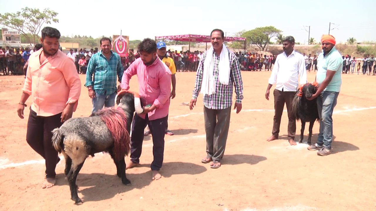 ರಾಜ್ಯ ಮಟ್ಟದ ಟಗರು ಕಾಳಗ ಸ್ಪರ್ಧೆ: ಇಂತಹ ಜಗ ಜಟ್ಟಿಗಳ ಕಾಳಗ ನೋಡಿದ್ದೀರಾ? ಇದೂ ದಾವಣಗೆರೆ ಸ್ಪೆಷಲ್!