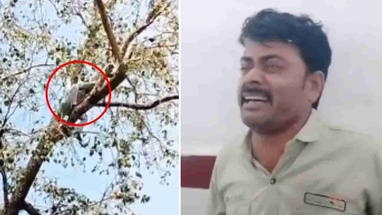 Viral Video: ಬಿಯರ್ ದುಬಾರಿ ಆಯ್ತು,ಮನೆ ಬಾಡಿಗೆ ಕಟ್ಟೋಕೆ ಆಗ್ತಿಲ್ಲ, ಸತ್ತೋಗ್ತೀನಿ ಅಂತ ಮರವೇರಿ ಕೂತ ಭೂಪ