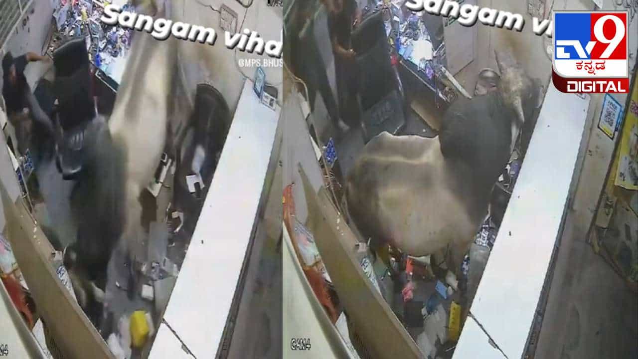 Viral Video: ಏಕಾಏಕಿ ಎಲೆಕ್ಟ್ರಾನಿಕ್ ರಿಪೇರಿ ಶಾಪ್ ಒಳಗೆ ನುಗ್ಗಿದ ಗೂಳಿ; ಹೆದರಿ ಹೈರಾಣಾದ ಅಂಗಡಿ ಮಾಲೀಕ Viral Video: ಏಕಾಏಕಿ ಎಲೆಕ್ಟ್ರಾನಿಕ್ ರಿಪೇರಿ ಶಾಪ್ ಒಳಗೆ ನುಗ್ಗಿದ ಗೂಳಿ; ಹೆದರಿ ಹೈರಾಣಾದ ಅಂಗಡಿ ಮಾಲೀಕ
