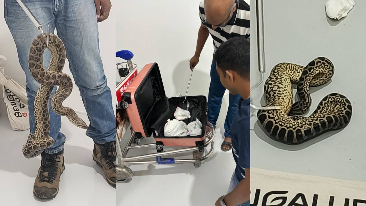 ಬೆಂಗಳೂರು ವಿಮಾನ ನಿಲ್ದಾಣ: ಅಕ್ರಮವಾಗಿ ಸಾಗಿಸುತ್ತಿದ್ದ 10 ಅನಕೊಂಡ ಹಾವುಗಳು ಜಪ್ತಿ ಬೆಂಗಳೂರು ವಿಮಾನ ನಿಲ್ದಾಣ: ಅಕ್ರಮವಾಗಿ ಸಾಗಿಸುತ್ತಿದ್ದ 10 ಅನಕೊಂಡ ಹಾವುಗಳು ಜಪ್ತಿ