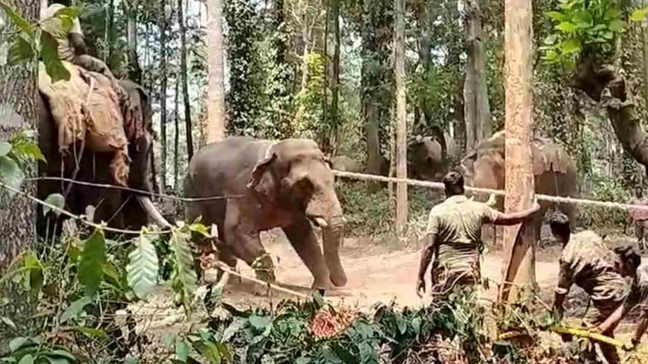 ಹಾಸನ: ನರ ಹಂತಕ ಕಾಡಾನೆ ಕರಡಿ ಕೊನೆಗೂ ಸೆರೆ, ಅಭಿಮನ್ಯು ನೇತೃತ್ವದಲ್ಲಿ ಕಾರ್ಯಚರಣೆ ಯಶಸ್ವಿ ಹಾಸನ: ನರ ಹಂತಕ ಕಾಡಾನೆ ಕರಡಿ ಕೊನೆಗೂ ಸೆರೆ, ಅಭಿಮನ್ಯು ನೇತೃತ್ವದಲ್ಲಿ ಕಾರ್ಯಚರಣೆ ಯಶಸ್ವಿ