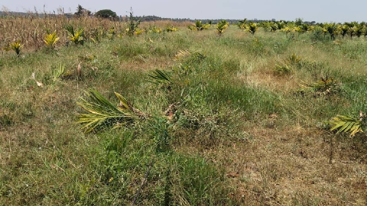 ಅತ್ತೆ-ಮಾವನ ಮೇಲಿನ‌ ಸಿಟ್ಟಿಗೆ 40ಕ್ಕೂ ಹೆಚ್ಚು ಅಡಿಕೆ ಮರ ಕಡಿದ ಸೊಸೆ