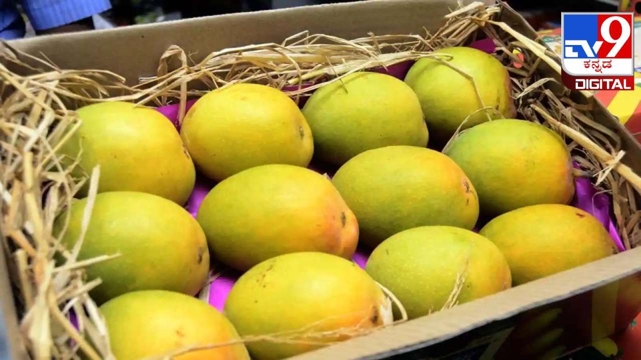 ಮಾವಿನ ಹಣ್ಣು ಚಪ್ಪರಿಸಿಕೊಂಡು ತಿನ್ನುವ ಮೊದಲು ಈ ವಿಷಯ ತಿಳಿದುಕೊಳ್ಳಿ ಮಾವಿನ ಹಣ್ಣು ಚಪ್ಪರಿಸಿಕೊಂಡು ತಿನ್ನುವ ಮೊದಲು ಈ ವಿಷಯ ತಿಳಿದುಕೊಳ್ಳಿ