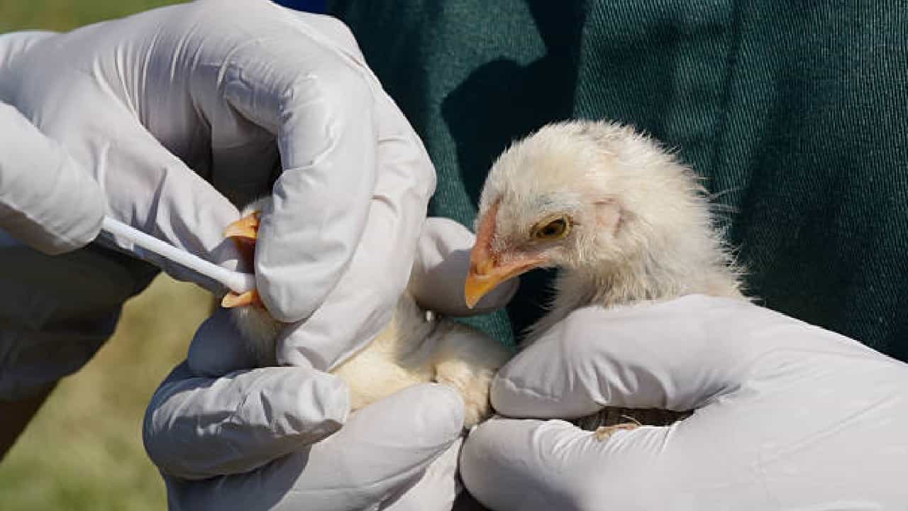 Bird Flu: ಹೆಚ್ಚುತ್ತಿದೆ ಹಕ್ಕಿ ಜ್ವರದ ಹಾವಳಿ; ಯಾವ ಆಹಾರ ಸೇವಿಸಬೇಕು? ಏನು ತಿನ್ನಬಾರದು? Bird Flu: ಹೆಚ್ಚುತ್ತಿದೆ ಹಕ್ಕಿ ಜ್ವರದ ಹಾವಳಿ; ಯಾವ ಆಹಾರ ಸೇವಿಸಬೇಕು? ಏನು ತಿನ್ನಬಾರದು?