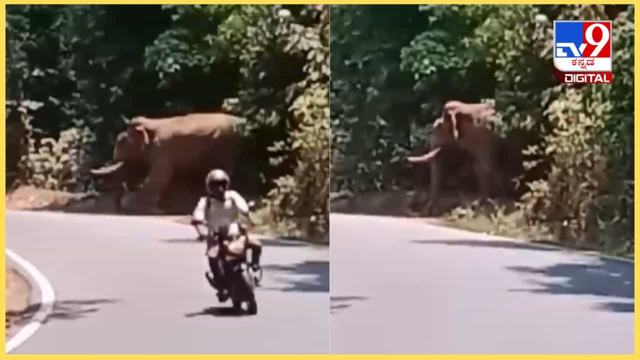 ವಿಡಿಯೋ ನೋಡಿ: ಚಾರ್ಮಾಡಿ ಘಾಟಿಯಲ್ಲಿ ಮತ್ತೆ ಕಾಣಿಸಿಕೊಂಡ ಆನೆ, ಸ್ವಲ್ಪದರಲ್ಲೇ ಪಾರಾದ ಬೈಕ್ ಸವಾರ ವಿಡಿಯೋ ನೋಡಿ: ಚಾರ್ಮಾಡಿ ಘಾಟಿಯಲ್ಲಿ ಮತ್ತೆ ಕಾಣಿಸಿಕೊಂಡ ಆನೆ, ಸ್ವಲ್ಪದರಲ್ಲೇ ಪಾರಾದ ಬೈಕ್ ಸವಾರ