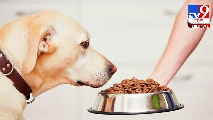 Get paid to eat: ತಿಂಗಳಿಗೆ ಲಕ್ಷ ಲಕ್ಷ ಸಂಬಳ, ಕೆಲಸ ಇಷ್ಟೇ, ಪ್ರಾಣಿಗಳ ಆಹಾರದ ರುಚಿ ನೋಡುವುದು
