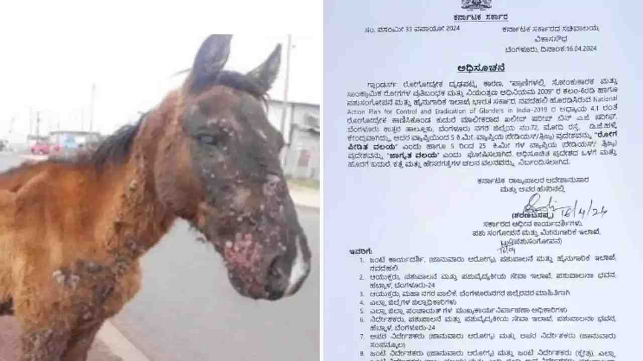 Glanders Disease: ಬೆಂಗಳೂರಿನ ಕುದುರೆಯೊಂದರಲ್ಲಿ ಗ್ಲಾಂಡರ್ಸ್ ರೋಗ ಪತ್ತೆ; ಡಿಜಿ ಹಳ್ಳಿ ನಿಷೇಧಿತ ವಲಯವೆಂದು ಘೋಷಣೆ Glanders Disease: ಬೆಂಗಳೂರಿನ ಕುದುರೆಯೊಂದರಲ್ಲಿ ಗ್ಲಾಂಡರ್ಸ್ ರೋಗ ಪತ್ತೆ; ಡಿಜಿ ಹಳ್ಳಿ ನಿಷೇಧಿತ ವಲಯವೆಂದು ಘೋಷಣೆ