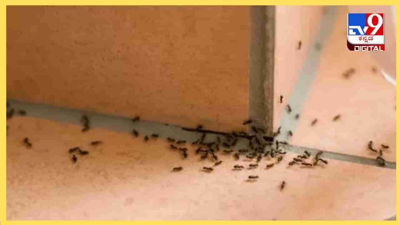 Ants Problem : ಮನೆಯಲ್ಲಿ ಇರುವೆ ಕಾಟವೇ? ಹೀಗೆ ಮಾಡಿ