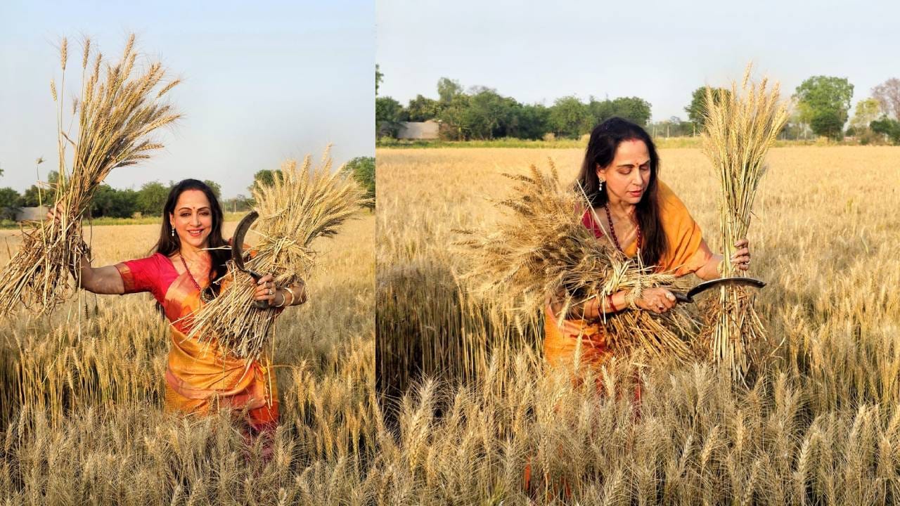 Lok Sabha Election 2024: ಉರಿಬಿಸಿಲಲ್ಲಿ ಗದ್ದೆಗೆ ಹೋಗಿ ಗೋಧಿ ಬೆಳೆ ಕಟಾವು ಮಾಡಿದ ಸಂಸದೆ ಹೇಮಾ ಮಾಲಿನಿ Lok Sabha Election 2024: ಉರಿಬಿಸಿಲಲ್ಲಿ ಗದ್ದೆಗೆ ಹೋಗಿ ಗೋಧಿ ಬೆಳೆ ಕಟಾವು ಮಾಡಿದ ಸಂಸದೆ ಹೇಮಾ ಮಾಲಿನಿ