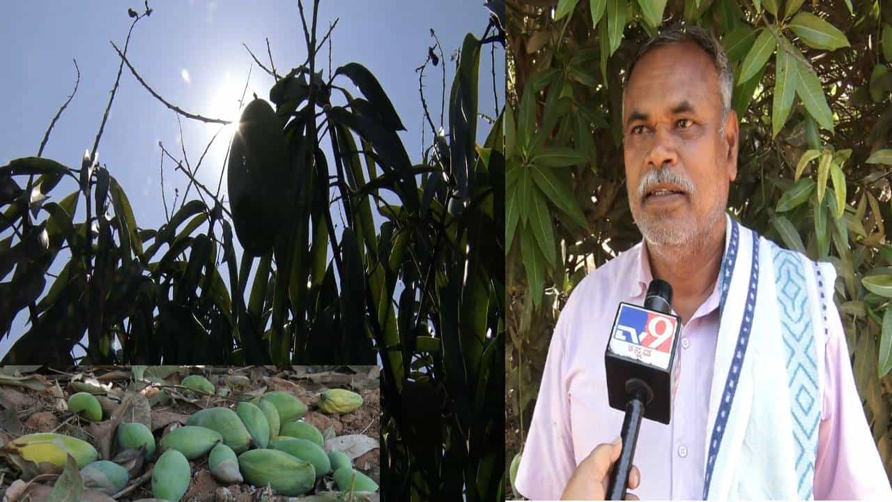ಕೋಲಾರ: ಸುಡು ಬಿಸಿಲಿಗೆ ಉದುರಿದ ಮಾವು! ಬಾಡಿದ ರೈತರ ಬದುಕು ಕೋಲಾರ: ಸುಡು ಬಿಸಿಲಿಗೆ ಉದುರಿದ ಮಾವು! ಬಾಡಿದ ರೈತರ ಬದುಕು