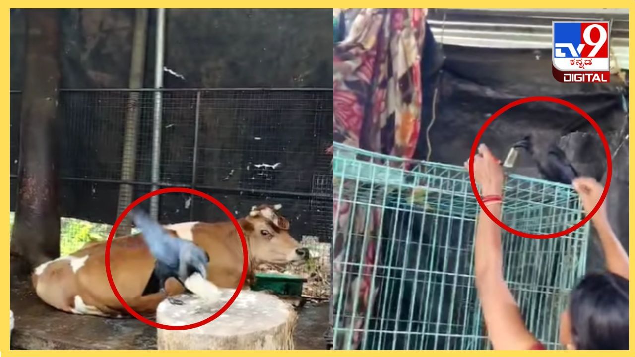 Viral Video : ಅಯ್ಯಯ್ಯೋ! 500 ರೂಪಾಯಿ ನೋಟನ್ನು ಎಗರಿಸಿದ ಖತರ್ನಾಕ್ ಕಾಗೆ, ಮುಂದೇನಾಯಿತು? Viral Video : ಅಯ್ಯಯ್ಯೋ! 500 ರೂಪಾಯಿ ನೋಟನ್ನು ಎಗರಿಸಿದ ಖತರ್ನಾಕ್ ಕಾಗೆ, ಮುಂದೇನಾಯಿತು?
