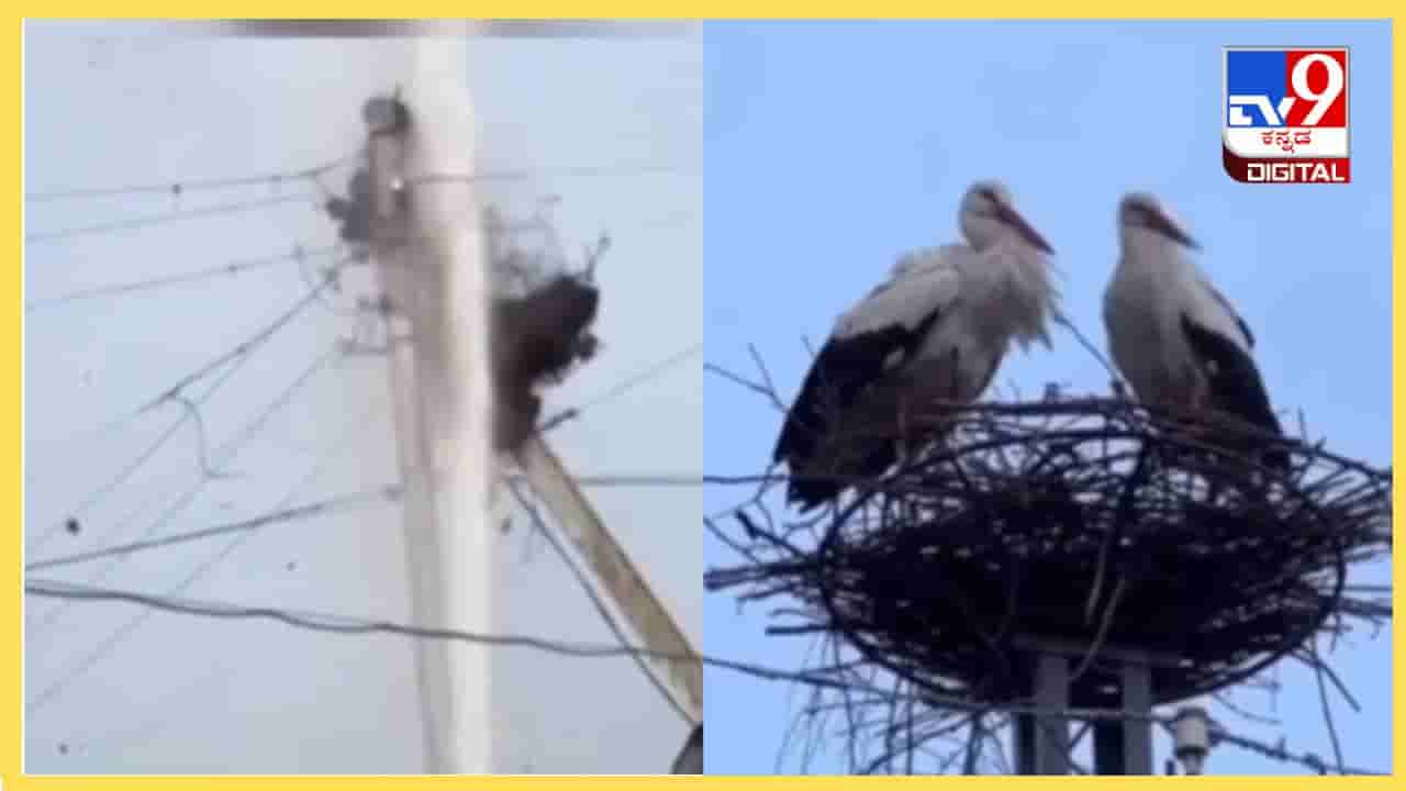 Viral Video: ಕೆಡವಿದ ಹಕ್ಕಿ ಗೂಡಿನ ಪುನರ್ ನಿರ್ಮಾಣ, ಇದಕ್ಕೆ ಸೋಷಿಯಲ್ ಮೀಡಿಯಾವೇ ಕಾರಣ