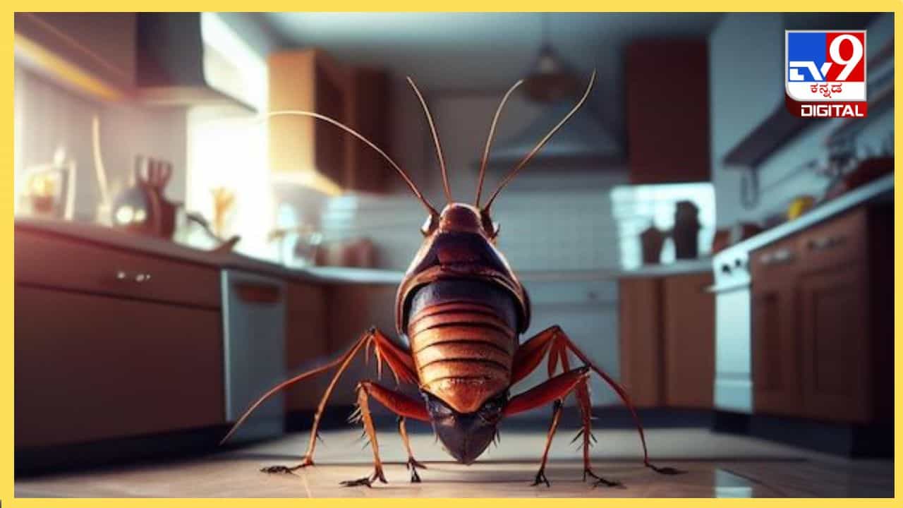 Kitchen Tips: ಅಡುಗೆ ಮನೆಯಲ್ಲಿ ಜಿರಳೆ ಕಾಟವೇ, ಈ ಪದಾರ್ಥಗಳನ್ನು ಬಳಸಿದರೆ ಪರಿಹಾರ ಖಂಡಿತ! Kitchen Tips: ಅಡುಗೆ ಮನೆಯಲ್ಲಿ ಜಿರಳೆ ಕಾಟವೇ, ಈ ಪದಾರ್ಥಗಳನ್ನು ಬಳಸಿದರೆ ಪರಿಹಾರ ಖಂಡಿತ!