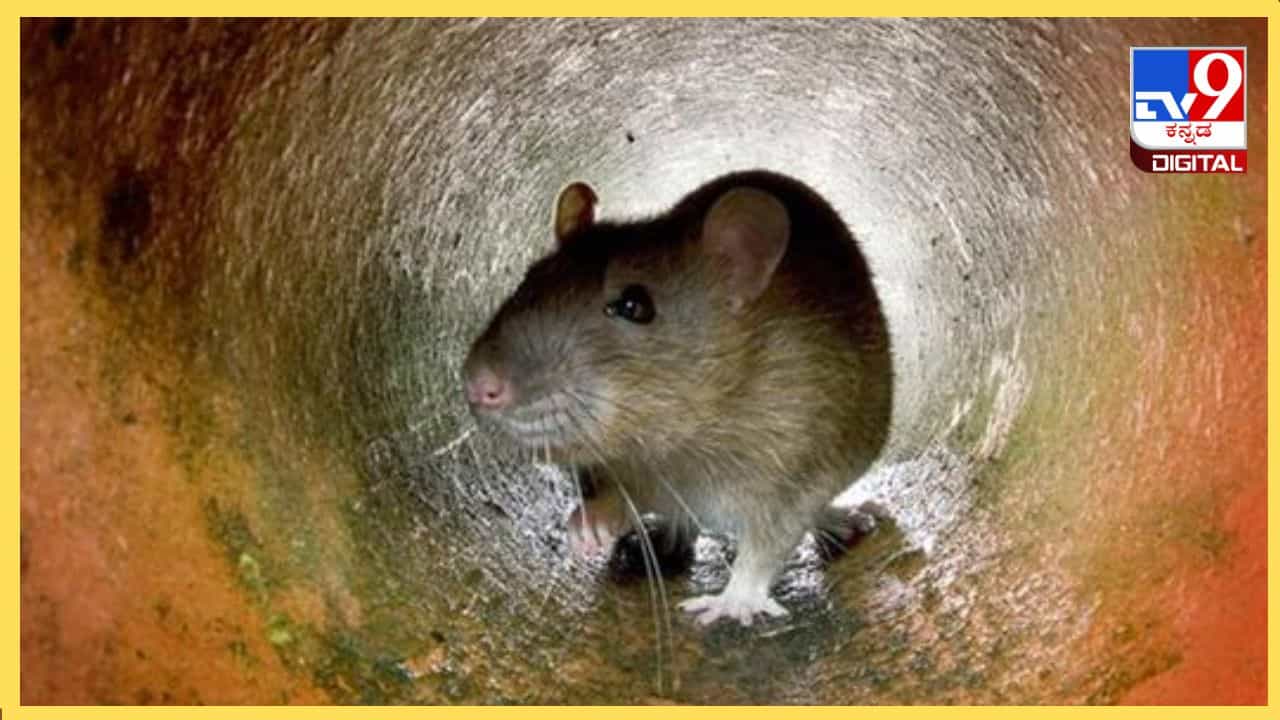 Rat Problem : ಇಲಿಗಳ ಕಾಟಕ್ಕೆ ಇದುವೇ ಉತ್ತಮ ಪಾಷಾಣ, ಈ ಮನೆ ಮದ್ದು ಬಳಸಿ! Rat Problem : ಇಲಿಗಳ ಕಾಟಕ್ಕೆ ಇದುವೇ ಉತ್ತಮ ಪಾಷಾಣ, ಈ ಮನೆ ಮದ್ದು ಬಳಸಿ!