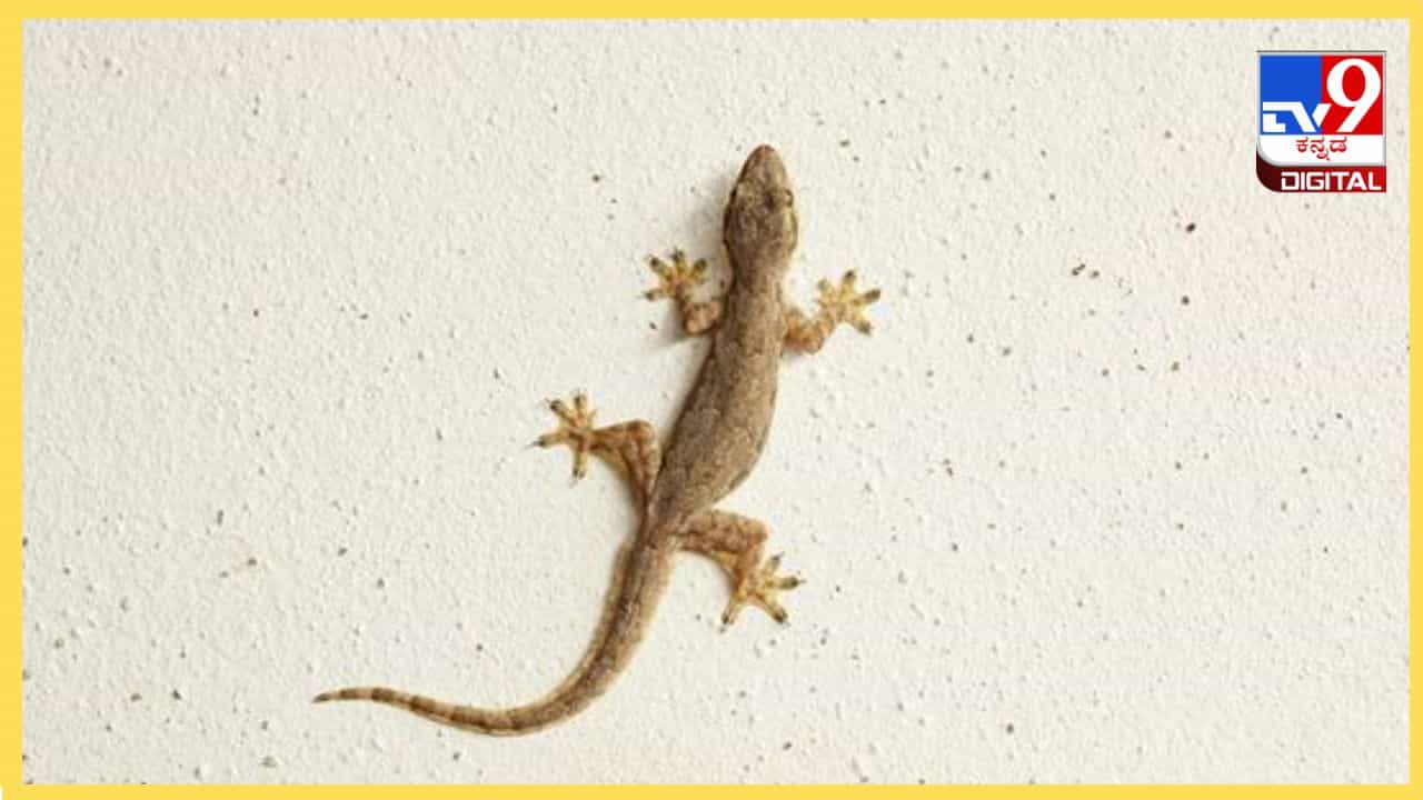 Lizards Problem : ಹಲ್ಲಿ ಕಾಟಕ್ಕೆ ಈ ಮನೆ ಮದ್ದನ್ನು ಬಳಸಿ Lizards Problem : ಹಲ್ಲಿ ಕಾಟಕ್ಕೆ ಈ ಮನೆ ಮದ್ದನ್ನು ಬಳಸಿ