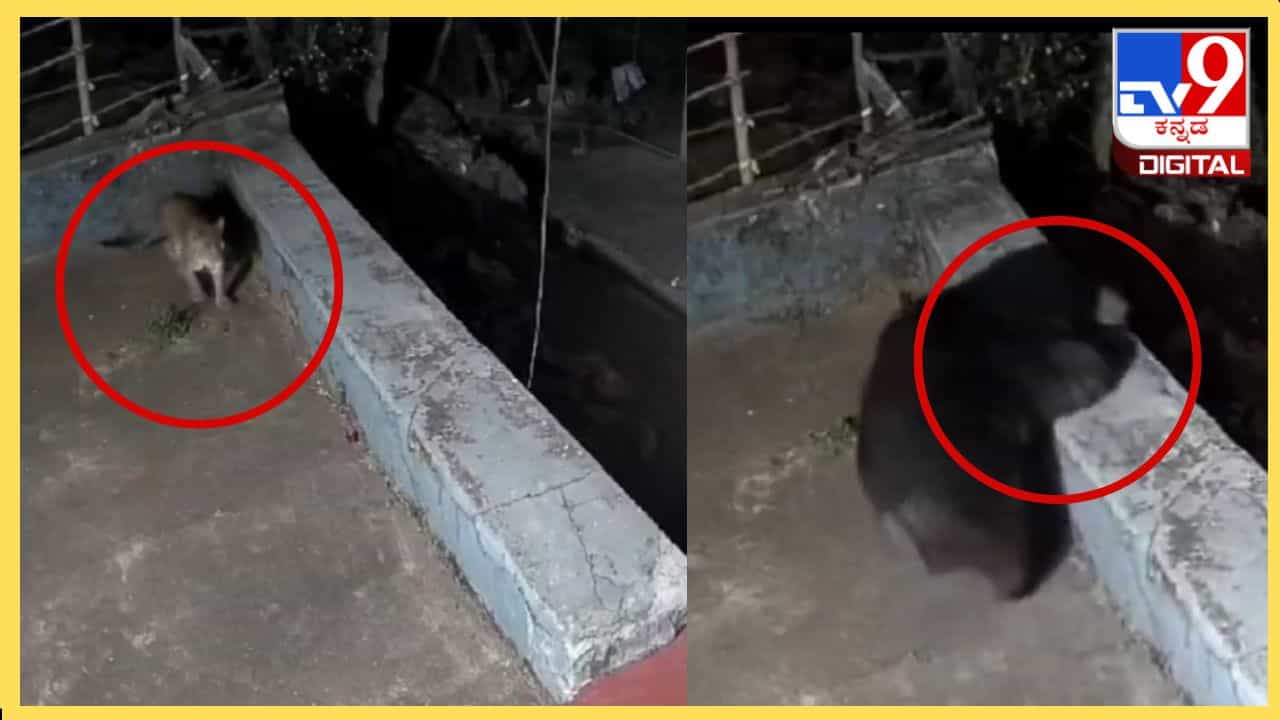 ಮನೆಯ ಛಾವಣಿಯ ಮೇಲೆ ಚಿರತೆ, ಕರಡಿ ಓಡಾಟ, ಇಲ್ಲಿದೆ ಭಯಾನಕ ವಿಡಿಯೋ ಮನೆಯ ಛಾವಣಿಯ ಮೇಲೆ ಚಿರತೆ, ಕರಡಿ ಓಡಾಟ, ಇಲ್ಲಿದೆ ಭಯಾನಕ ವಿಡಿಯೋ