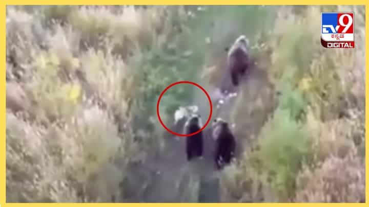 Video: ಕರಡಿಗಳ ಜತೆಗೆ ಕಾಡೆಲ್ಲಾ ಅಲೆದಾಡಿದ ಶ್ವಾನ, ಡ್ರೋನ್ ದೃಶ್ಯ ಕಂಡು ಮಾಲೀಕ ಅಚ್ಚರಿ Video: ಕರಡಿಗಳ ಜತೆಗೆ ಕಾಡೆಲ್ಲಾ ಅಲೆದಾಡಿದ ಶ್ವಾನ, ಡ್ರೋನ್ ದೃಶ್ಯ ಕಂಡು ಮಾಲೀಕ ಅಚ್ಚರಿ