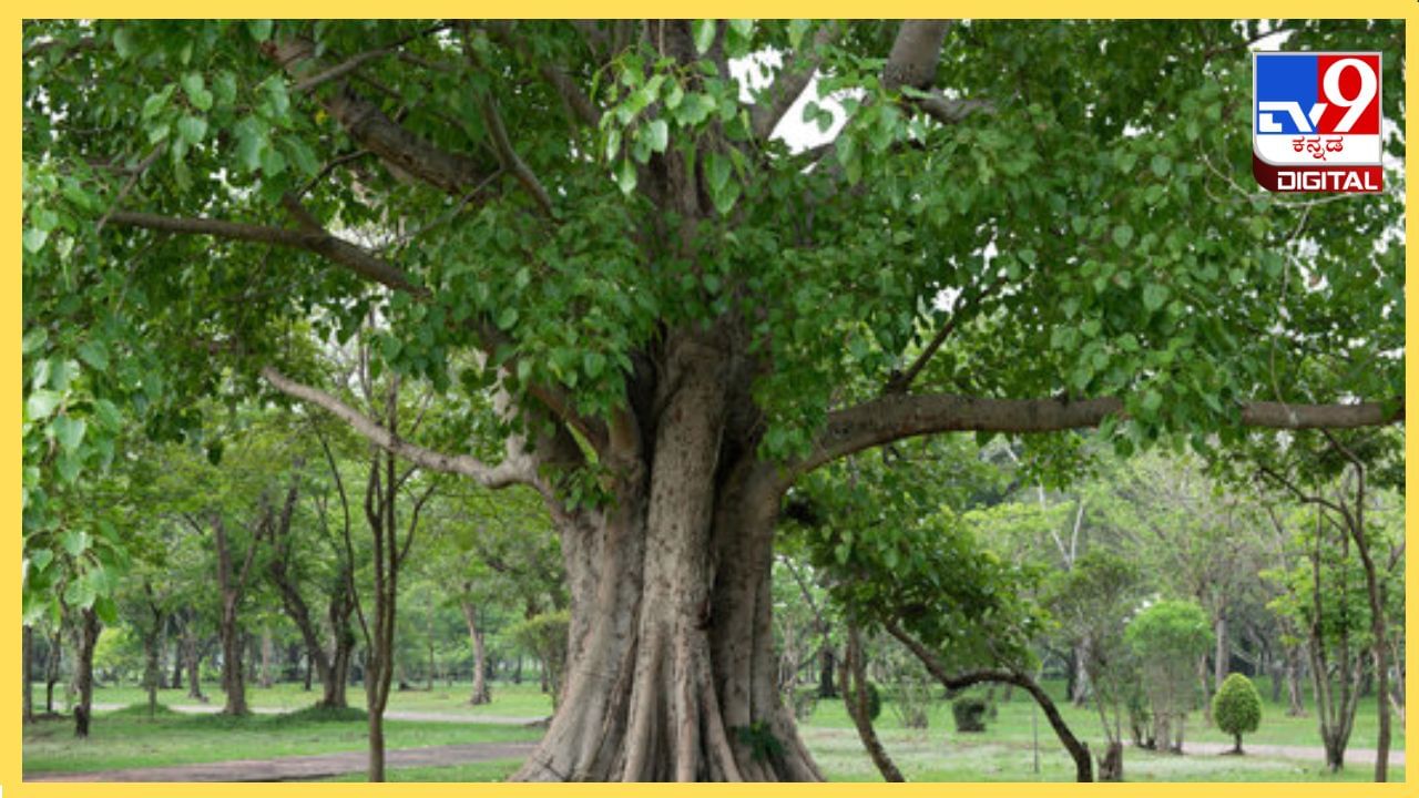 Peepal Trees: ರಾತ್ರಿಯಲ್ಲಿ ಅರಳಿ ಮರದಲ್ಲಿ ಪ್ರೇತಾತ್ಮಗಳು ವಾಸಿಸುತ್ತವೆಯೇ? ಸತ್ಯವೇನು?