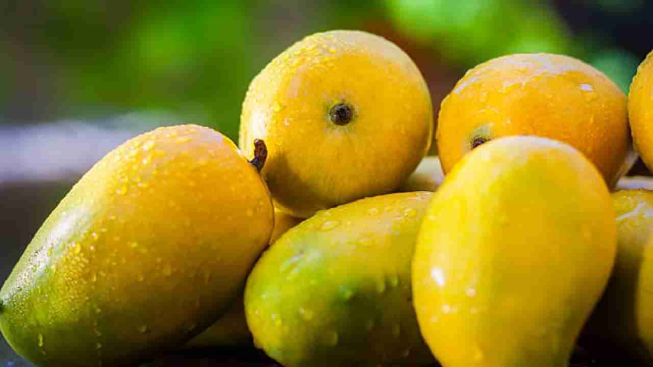 Mango: ತಿನ್ನುವ ಮೊದಲು ಮಾವಿನ ಹಣ್ಣುಗಳನ್ನು ಏಕೆ ನೀರಿನಲ್ಲಿ ನೆನಸಬೇಕು?