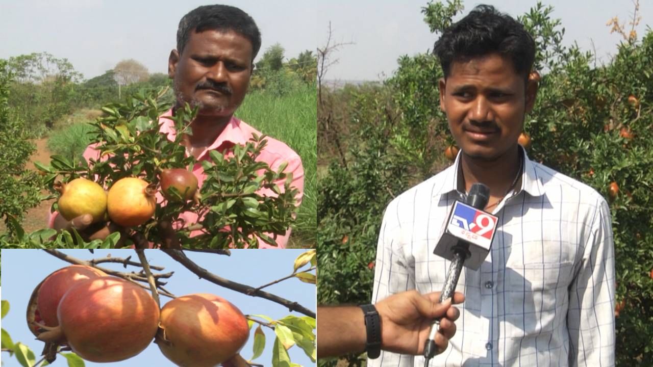 ಬಾಗಲಕೋಟೆ: ಭೀಕರ ಬರಕ್ಕೆ ತತ್ತರಿಸಿದ್ದ ರೈತನ ಕೈ ಹಿಡಿದ ದಾಳಿಂಬೆ ಬೆಳೆ