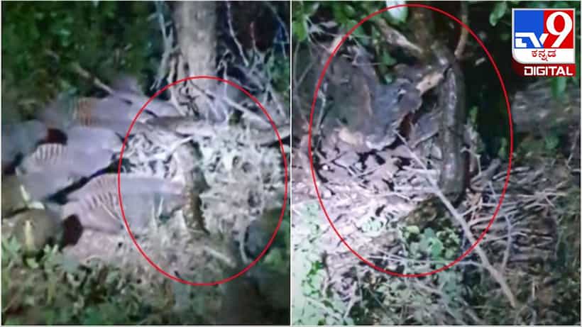 Viral Video:ಮುಂಗುಸಿ ಸೈನ್ಯದ ಭೀಕರ ದಾಳಿಯಿಂದ ತಪ್ಪಿಸಿಕೊಳ್ಳಲು ಹೆಬ್ಬಾವು ಪಟ್ಟ ಪಾಡು ನೋಡಿ