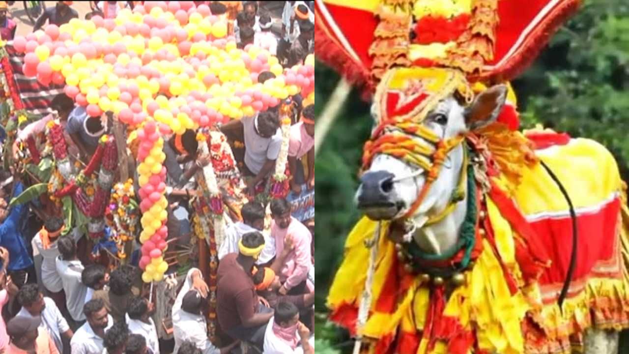 ಹೋರಿ ಹಬ್ಬದ ಇತಿಹಾಸದಲ್ಲಿಯೇ ಅತಿ ಹೆಚ್ಚು ಅಭಿಮಾನಿಗಳನ್ನು ಹೊಂದಿದ್ದ ಹೋರಿ ಇದಾಗಿದ್ದು ಇದು  ಹಾವೇರಿ ನಗರದ ಚಿಕ್ಕಪ್ಪ, ಅಜಪ್ಪ, ಮಾರುತಿ ಎನ್ನುವವರಿಗೆ ಸೇರಿತ್ತು.