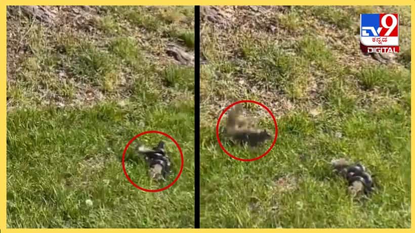 Viral Video: ವಿಷಕಾರಿ ಸರ್ಪದೊಂದಿಗೆ ಗೆಳೆಯನಿಗಾಗಿ ಹೋರಾಟ ಮಾಡಿದ ಅಳಿಲು , ಮುಂದೇನಾಯ್ತು ನೋಡಿ